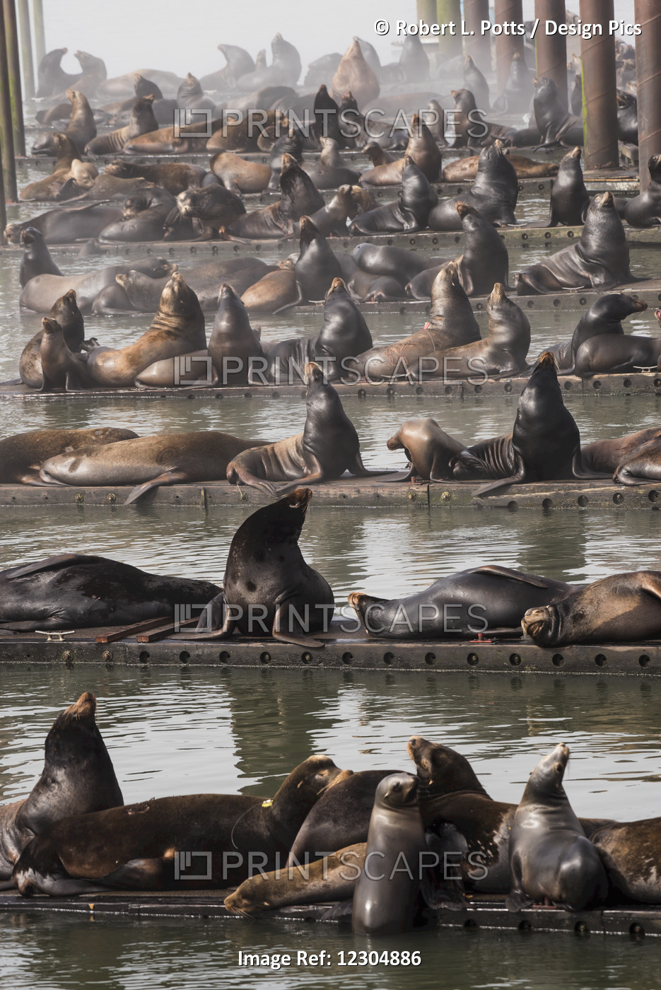 California Sea Lions (Zalophus Californianus)) Haul Out On The Docks; Astoria, ...